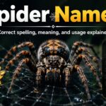 Cool And Catchy Spider Names With Name Generator